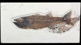 Bargain, Mioplosus Fossil Fish - Wyoming #62672-1